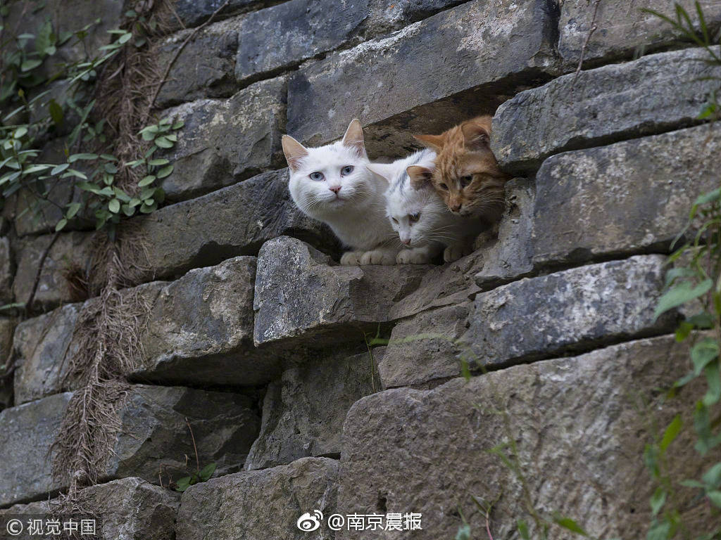 天津喝茶便宜的地方%让峻厉,2020年天津各地喝茶资源群
