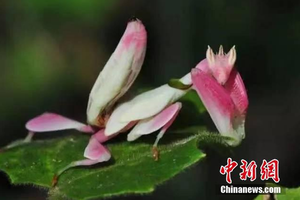 西安怎么联系做鸡的电话号码&探弟媳,西安的鸡在哪